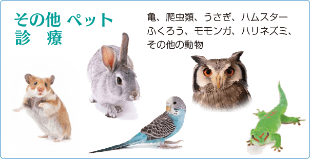 ���̑��y�b�g