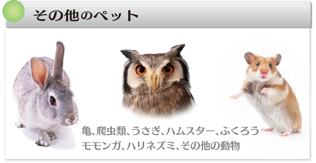 その他のペット
